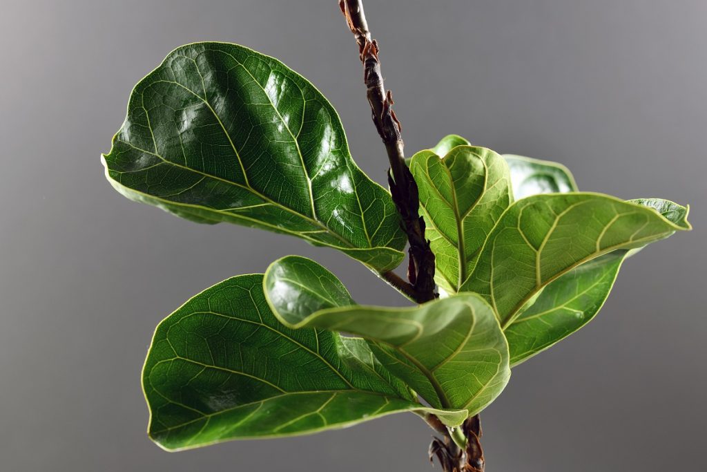 leaf of green fiddle fig