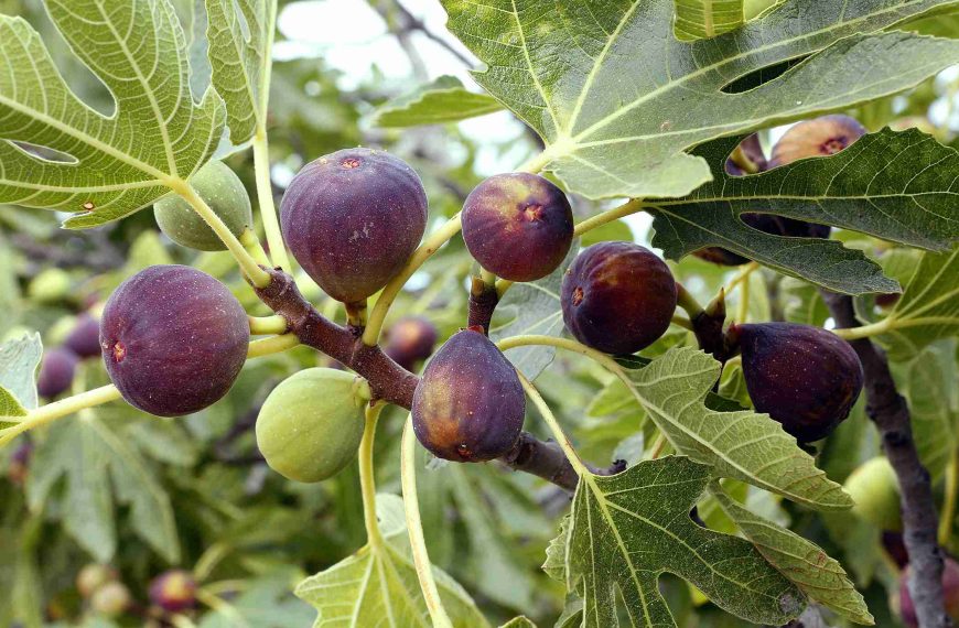 fig tree fruit