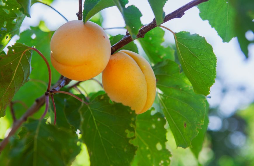 Apricot fruit tree with leaves